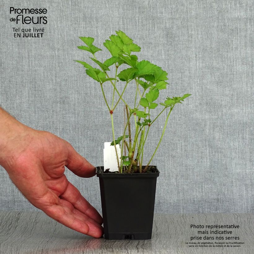 Spécimen de Astilbe Chinensis Purpurkerze Godet de 8/9 cm tel que livré en été
