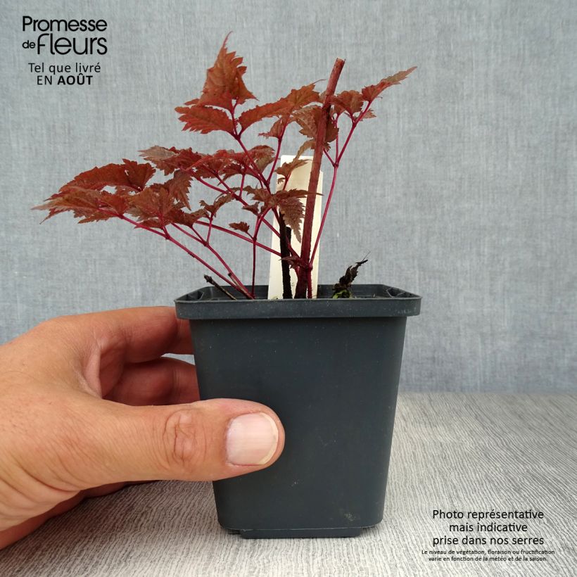 Spécimen de Astilbe Chocolate Shogun Godet de 8/9 cm tel que livré en été