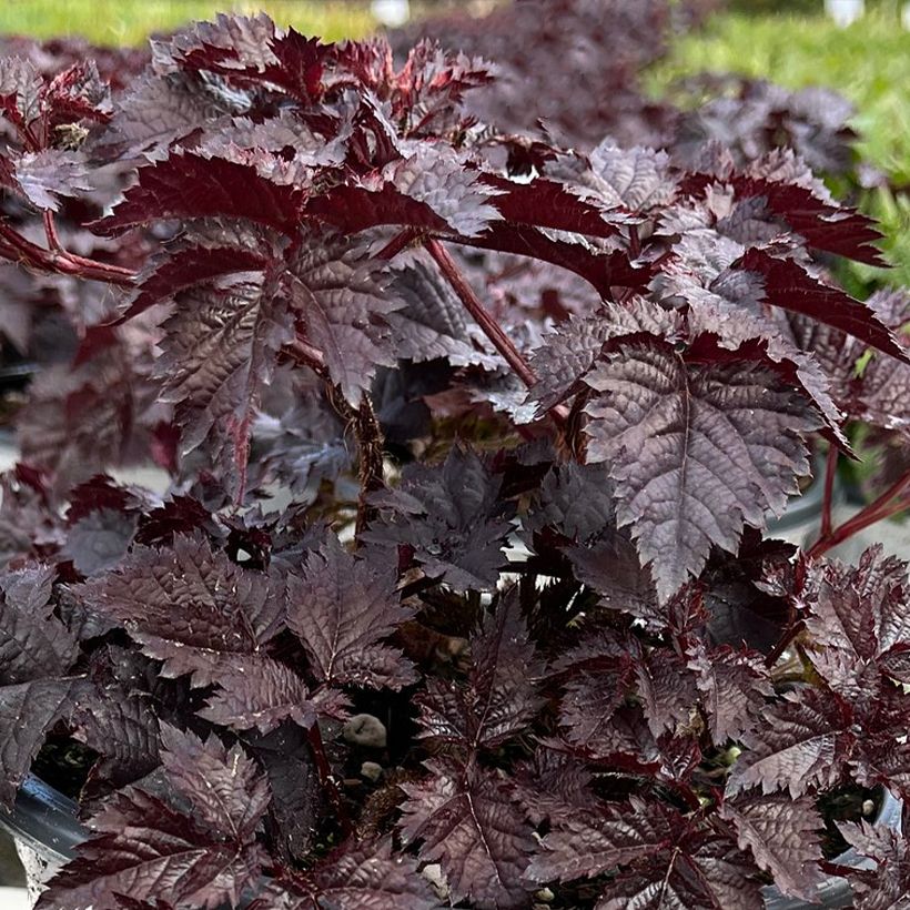 Astilbe Darkside Of The Moon (Feuillage)