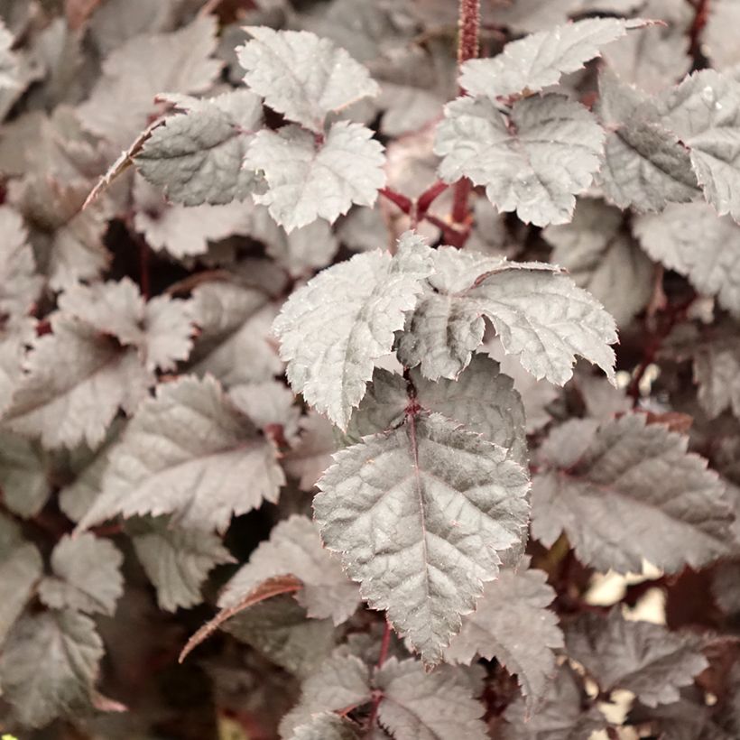 Astilbe Darkside Of The Moon (Feuillage)