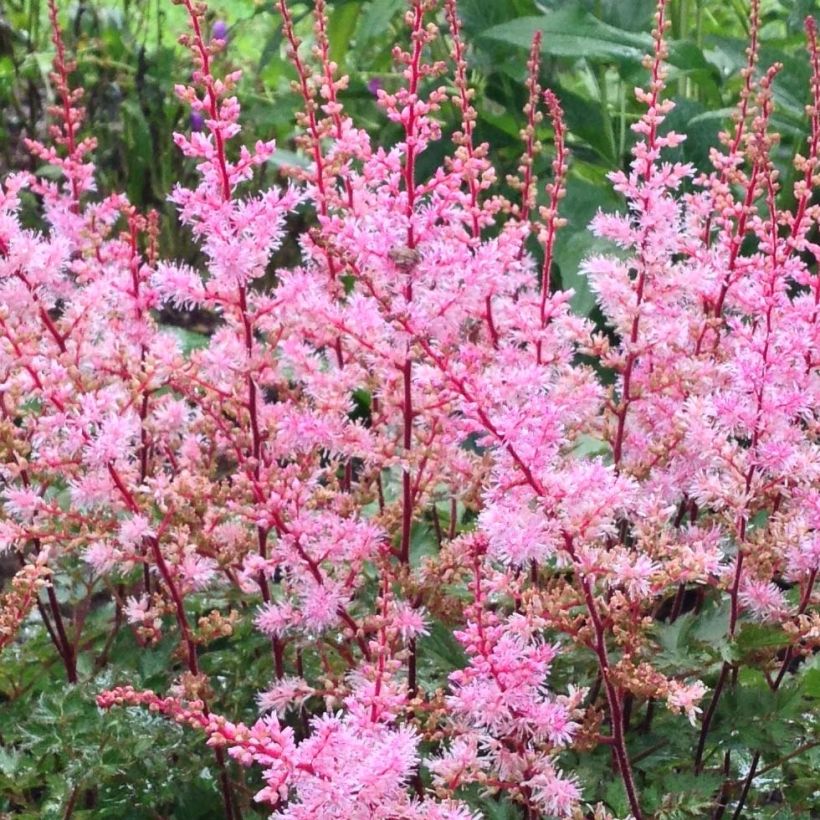 Astilbe japonica Delft Lace (Floraison)