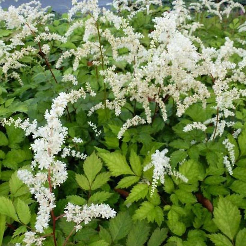 Astilbe Prof. van der Wielen (Floraison)