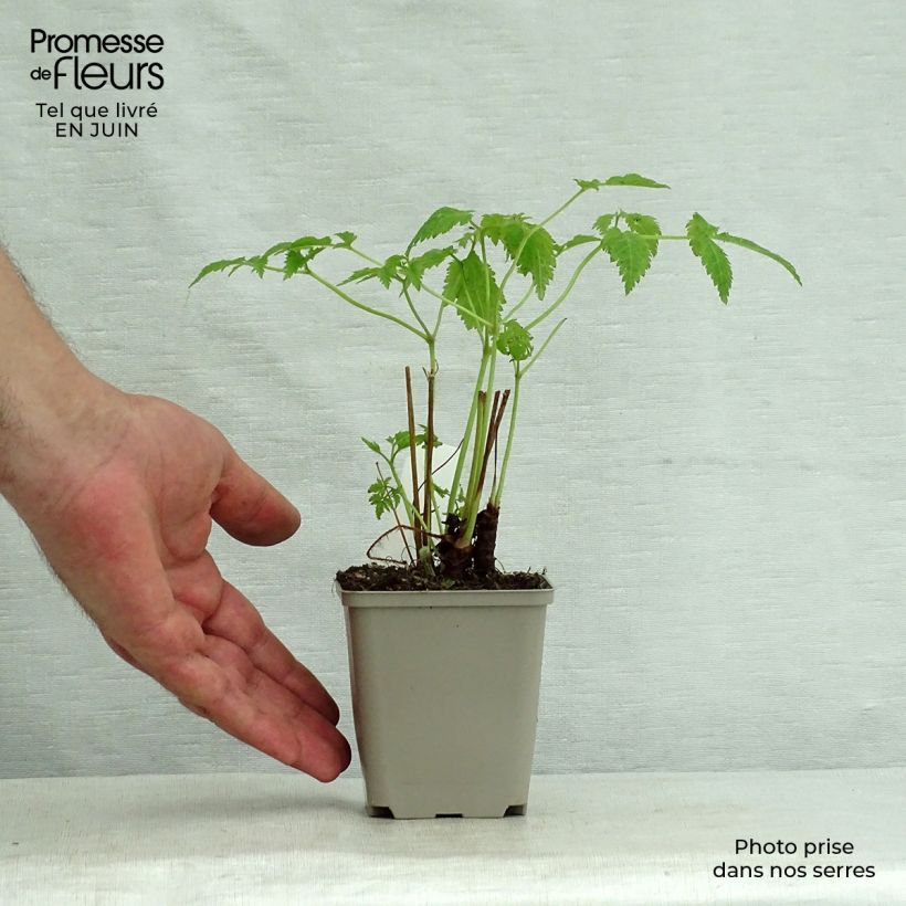 Spécimen de Astilbe Prof. van der Wielen Godet de 8/9 cm tel que livré en été