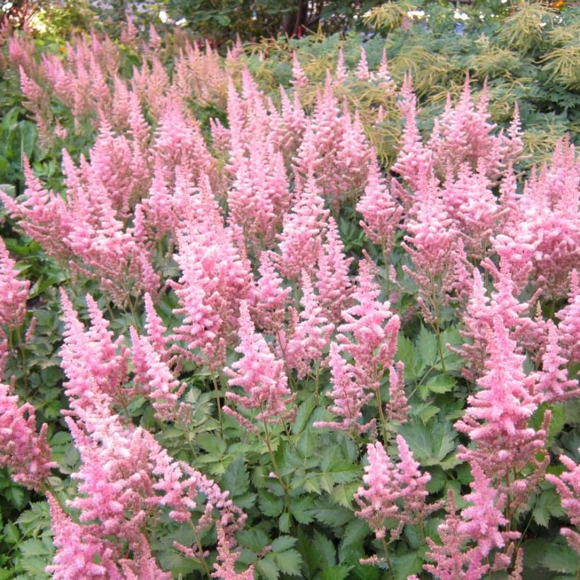 Astilbe Vision in Pink (Floraison)