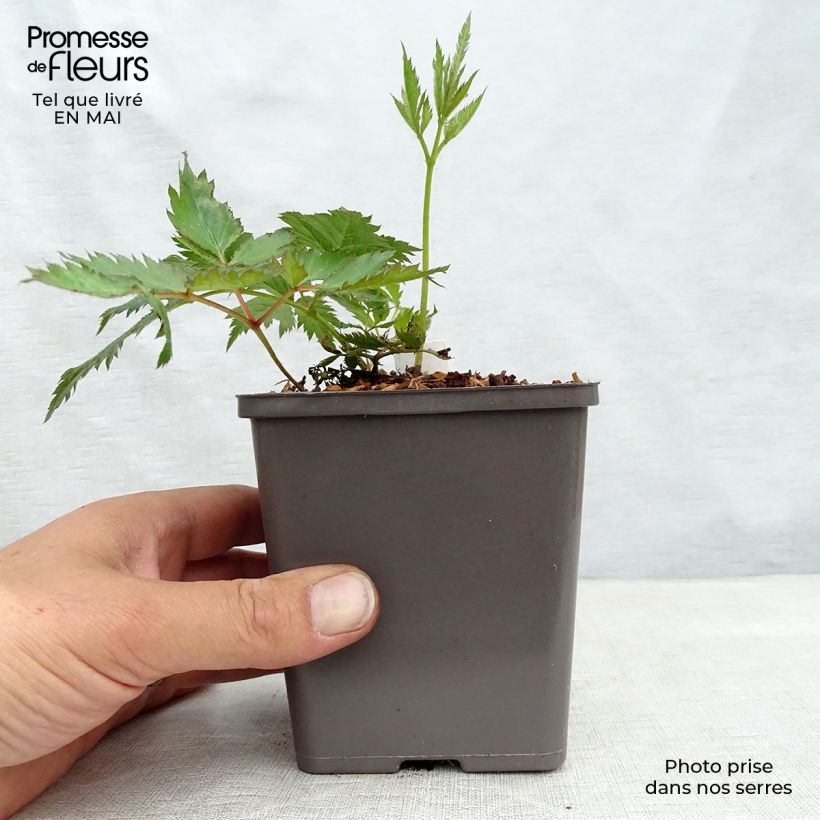Spécimen de Astilbe Vision in Pink Godet de 9cm tel que livré au printemps