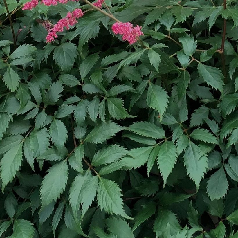 Astilbe Vision in Red (Feuillage)