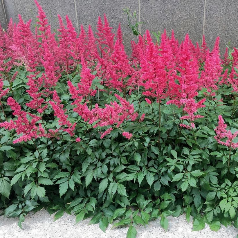 Astilbe Vision in Red (Port)