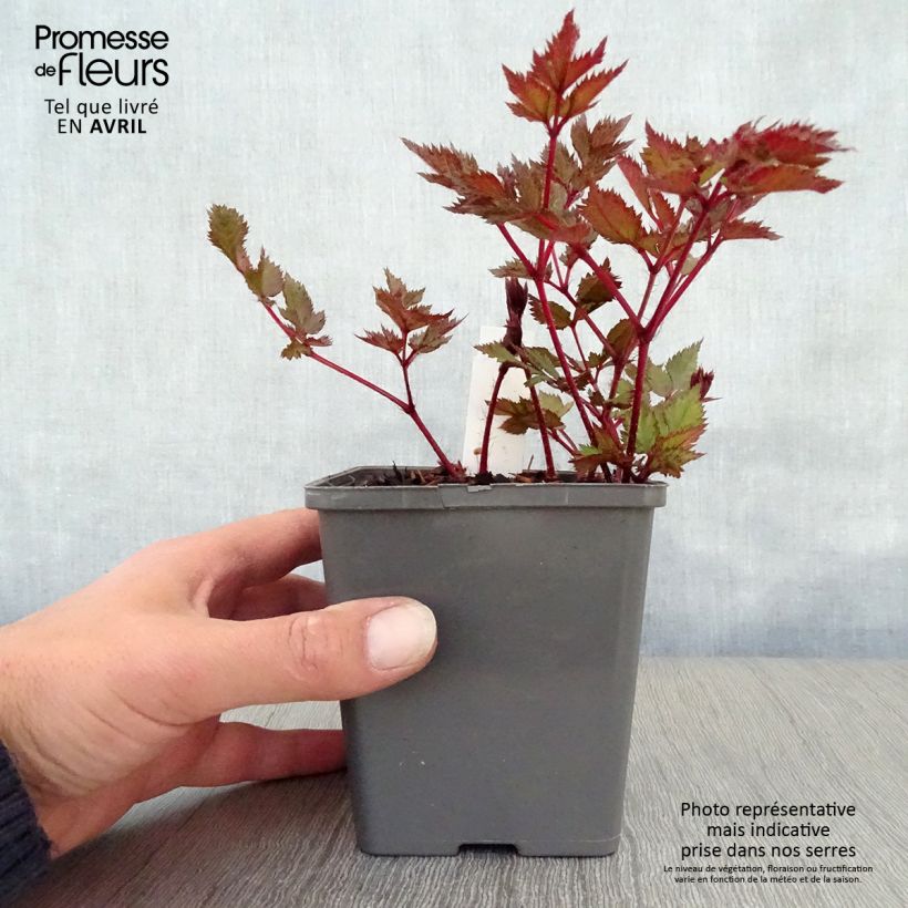 Spécimen de Astilbe Vision in Red en godet de 9 cm tel que livré au printemps