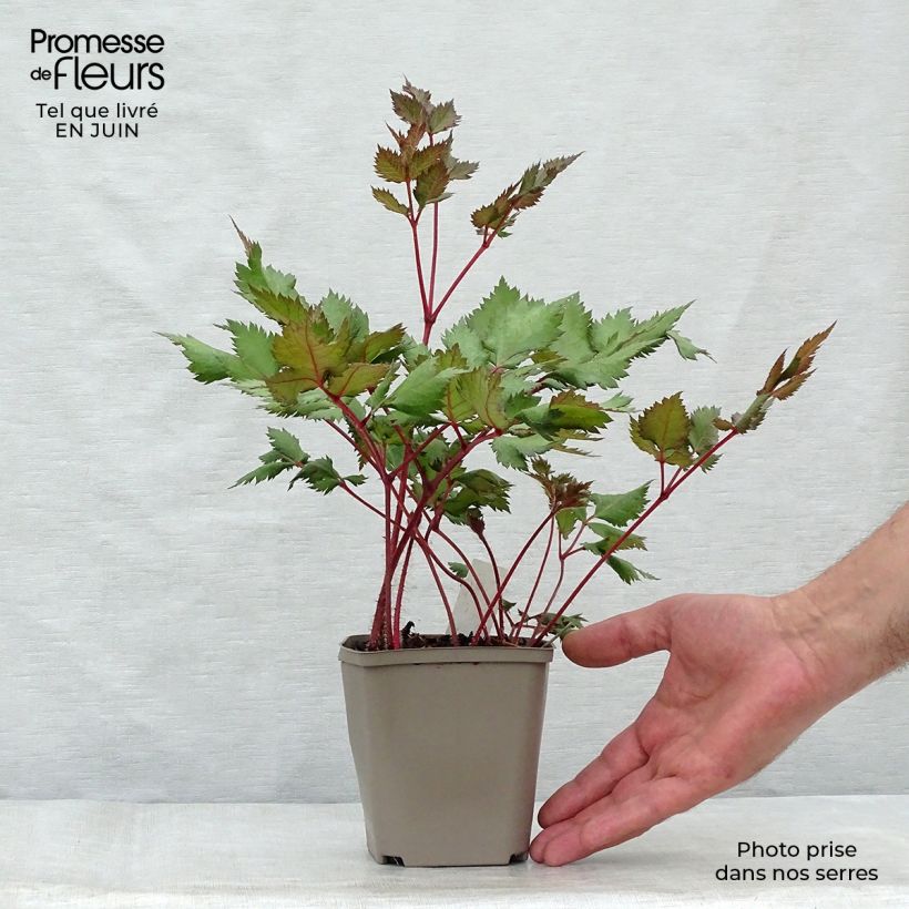 Spécimen de Astilbe Vision in Red Godet de 8/9 cm tel que livré en été