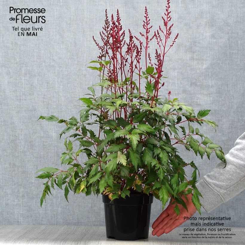 Spécimen de Astilbe Vision in Red en pot de 2L/3L tel que livré au printemps
