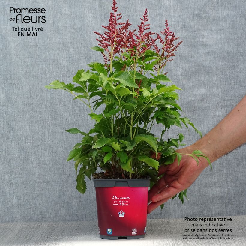 Spécimen de Astilbe Younique® Red (Ruby Red) en pot de 2/3 L tel que livré au printemps