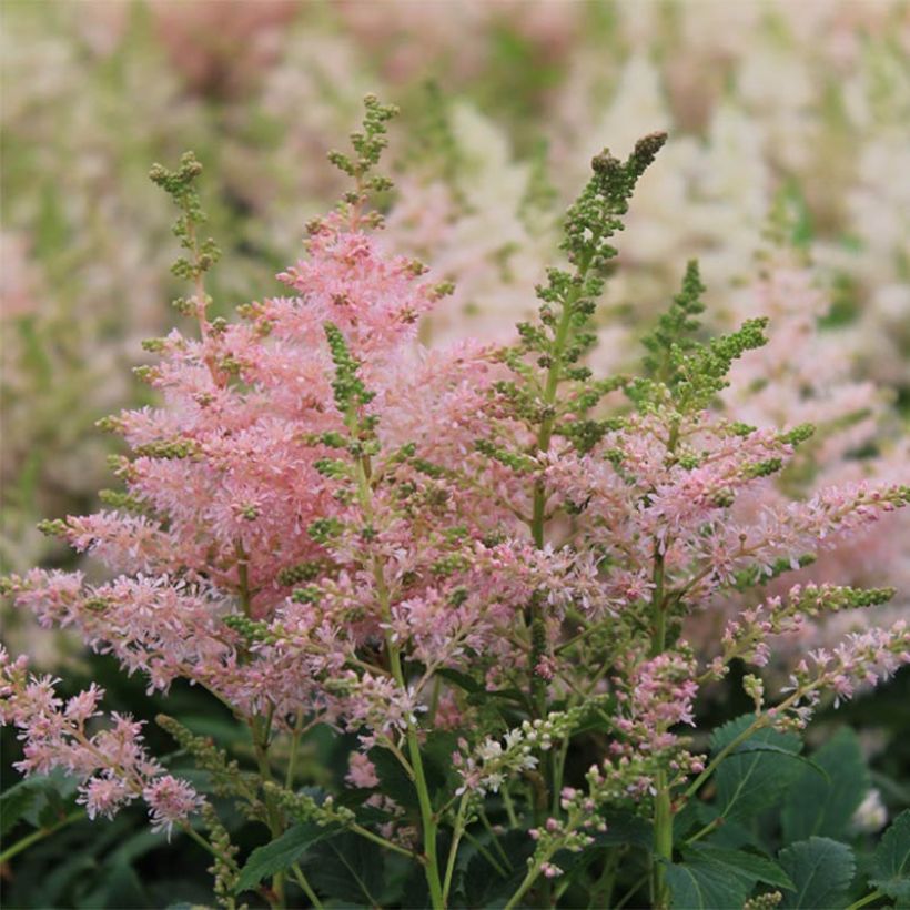 Astilbe Younique® Silvery Pink (Floraison)