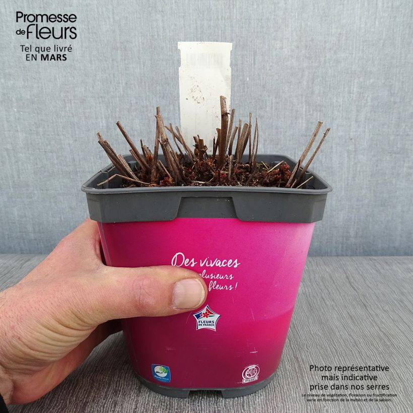 Spécimen de Astilbe Younique® Silvery Pink tel que livré en hiver