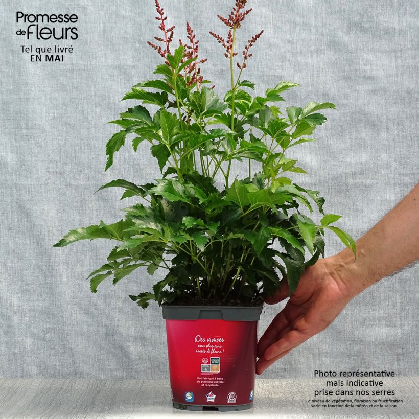 Spécimen de Astilbe Younique® Silvery Pink en pot de 2/3 L tel que livré au printemps