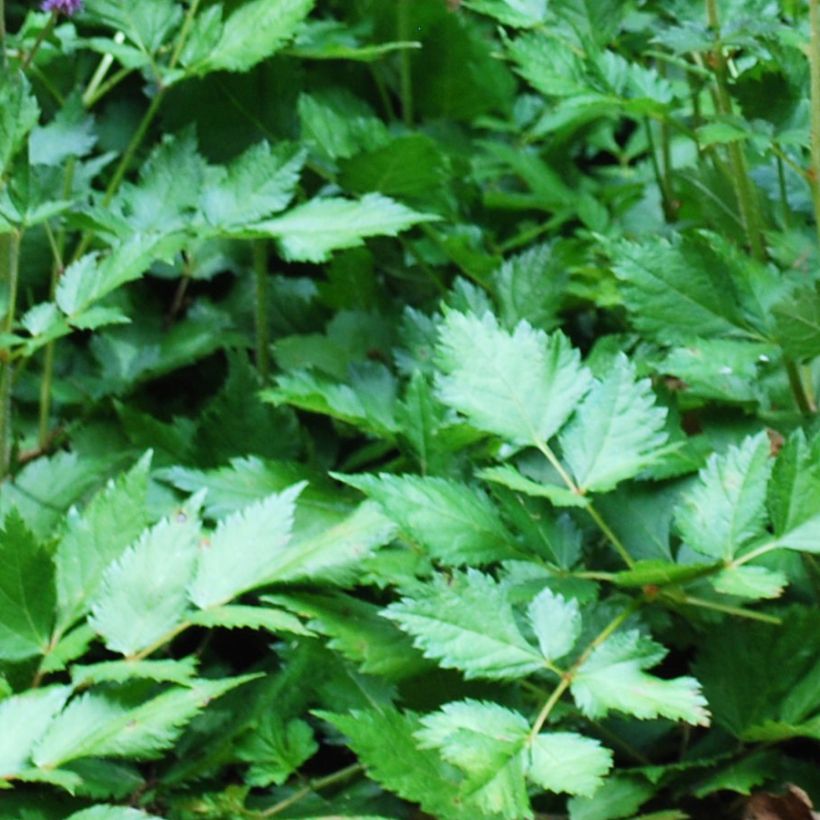 Astilbe arendsii Amethyst (Feuillage)