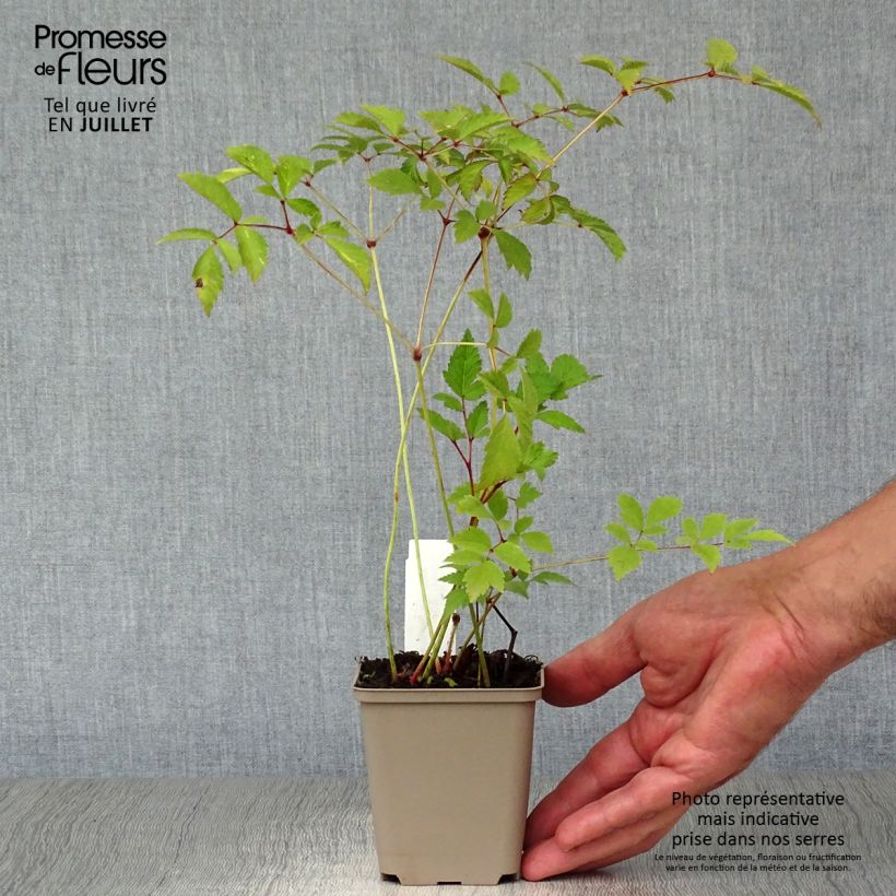 Spécimen de Astilbe arendsii Amethyst Godet de 8/9 cm tel que livré en été