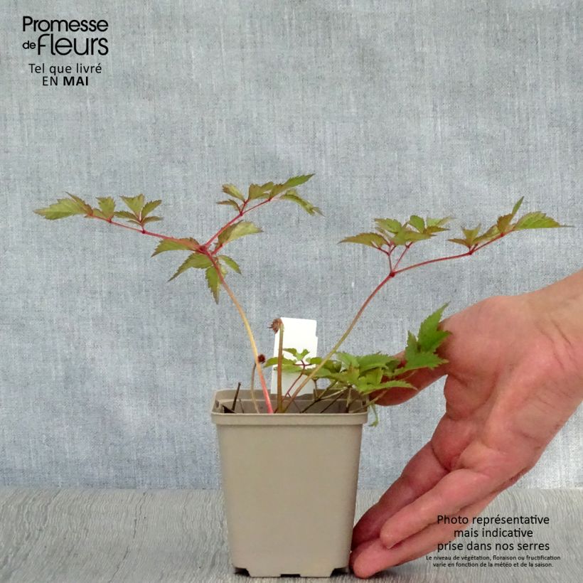 Spécimen de Astilbe arendsii Amethyst Godet de 9cm tel que livré au printemps