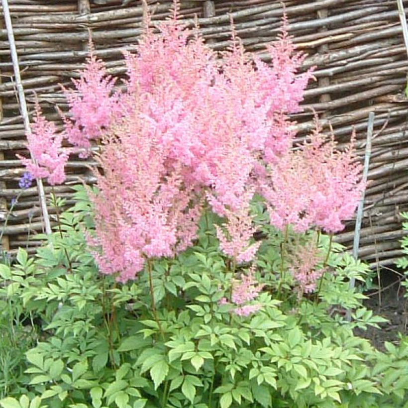 Astilbe arendsii Anita Pfeiffer (Floraison)