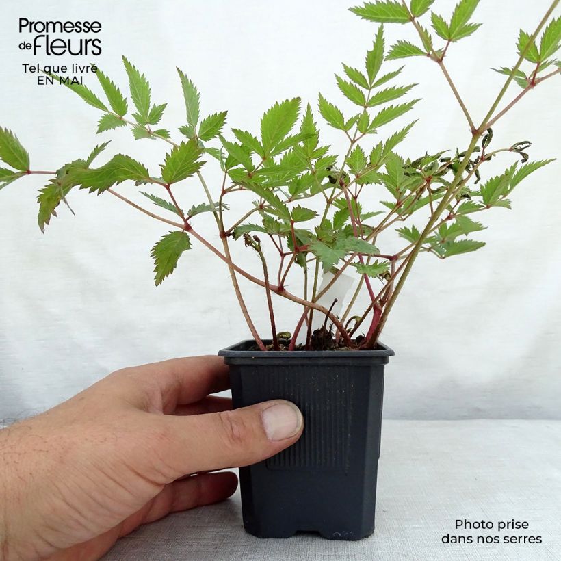 Spécimen de Astilbe arendsii Anita Pfeiffer Godet de 8/9 cm tel que livré au printemps