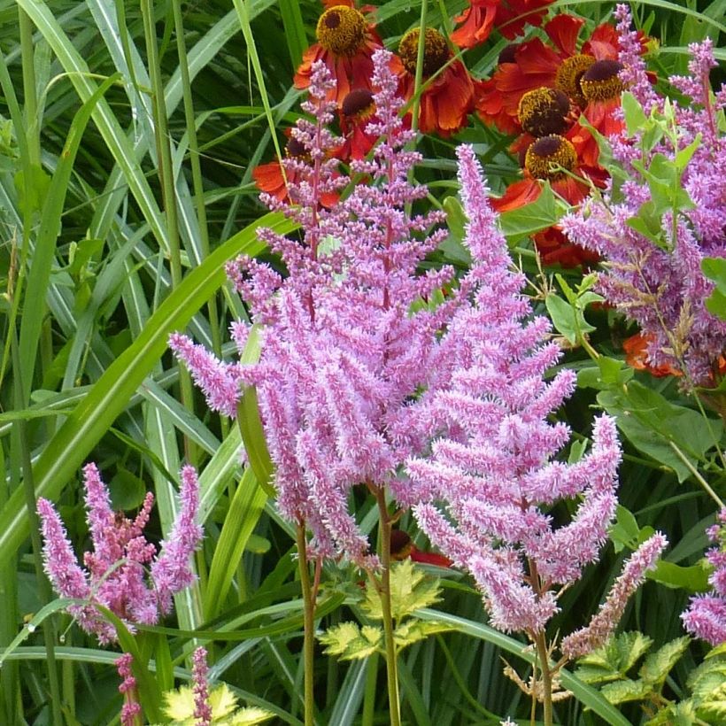 Astilbe arendsii Color Flash Lime, Beauty of Lisse (Floraison)