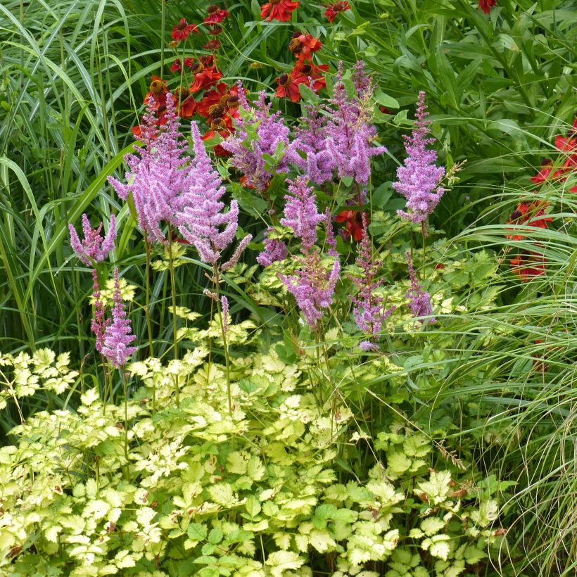 Astilbe arendsii Color Flash Lime, Beauty of Lisse (Port)