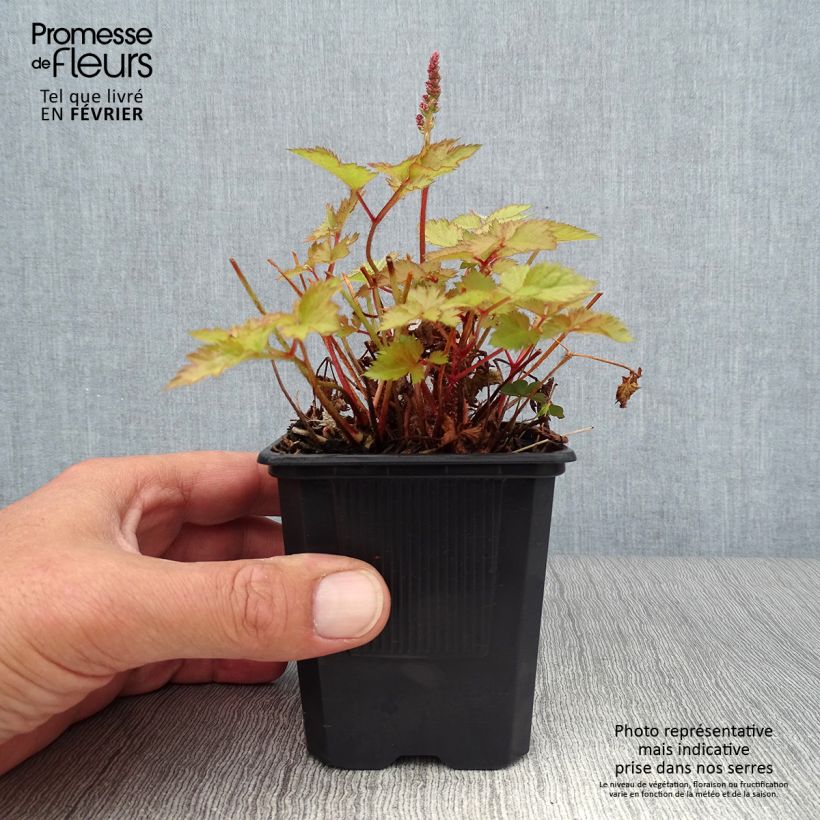 Spécimen de Astilbe arendsii Color Flash Lime, Beauty of Lisse Godet de 8/9 cm tel que livré en automne