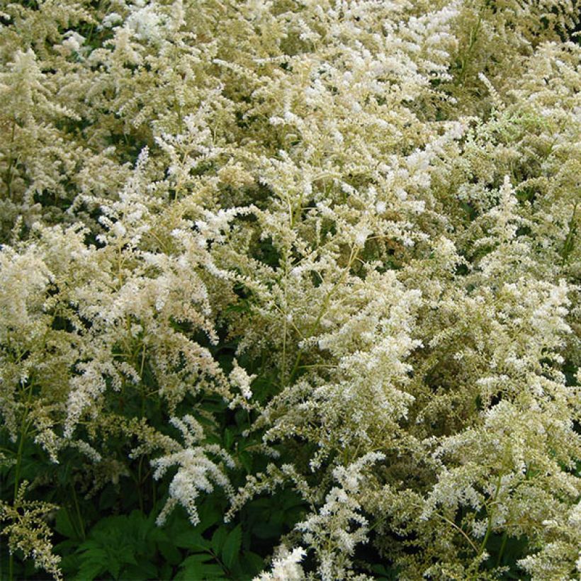 Astilbe arendsii Brautschleier (Floraison)