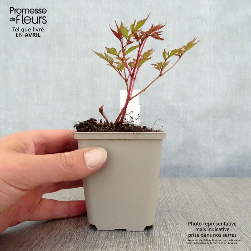 Spécimen de Astilbe arendsii Brautschleier en godet de 9 cm tel que livré au printemps