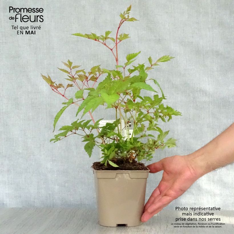 Spécimen de Astilbe arendsii Brautschleier en pot de 2 litres tel que livré au printemps