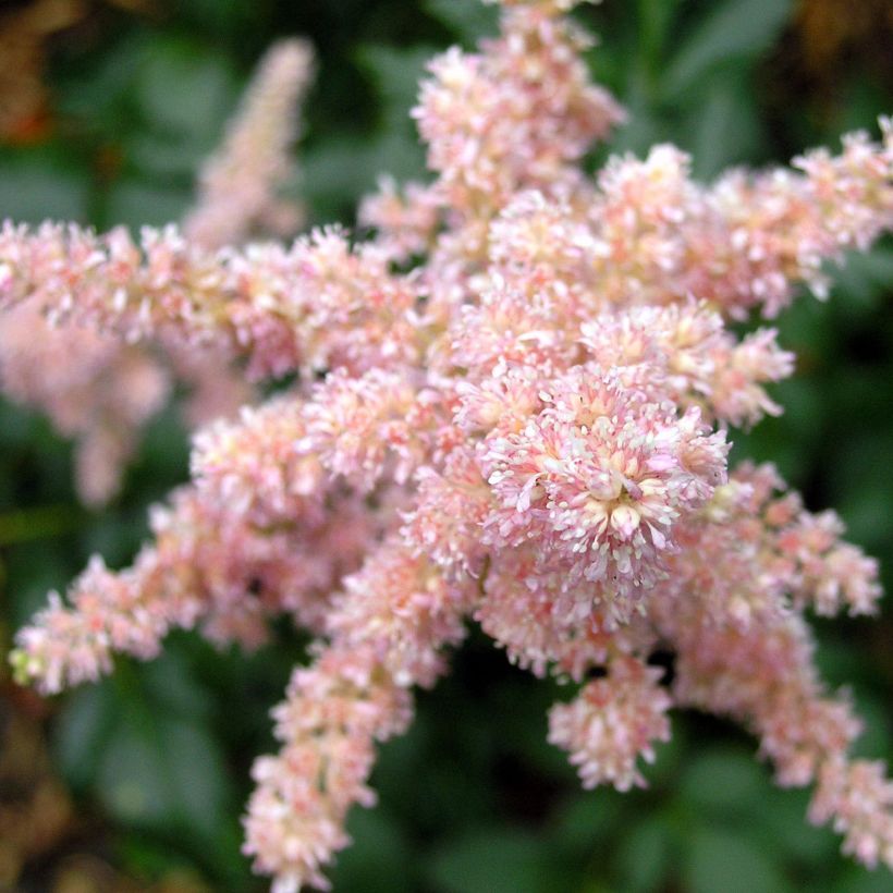 Astilbe arendsii Bressingham Beauty (Floraison)