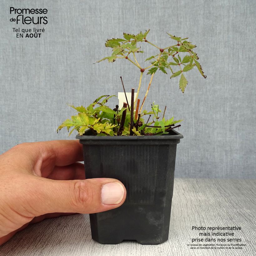 Spécimen de Astilbe arendsii Bressingham Beauty Godet de 8/9 cm tel que livré en été