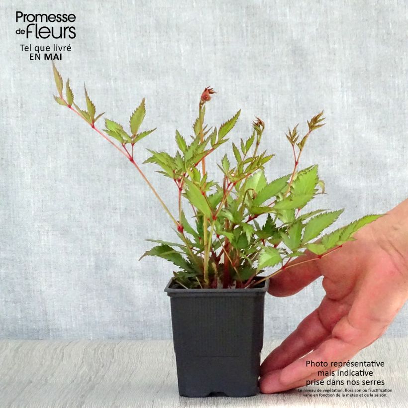 Spécimen de Astilbe arendsii Bressingham Beauty Godet de 9cm tel que livré au printemps