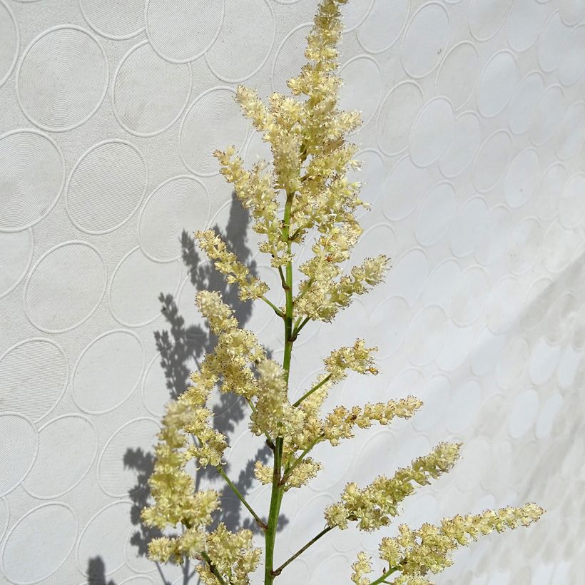 Astilbe arendsii Bumalda (Floraison)