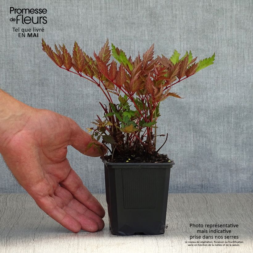Spécimen de Astilbe arendsii Bumalda Godet de 9cm tel que livré au printemps