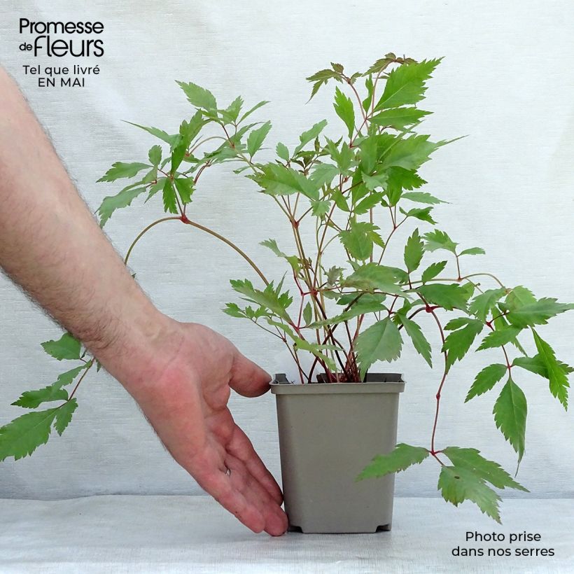 Spécimen de Astilbe arendsii Diamant Godet de 9cm tel que livré au printemps