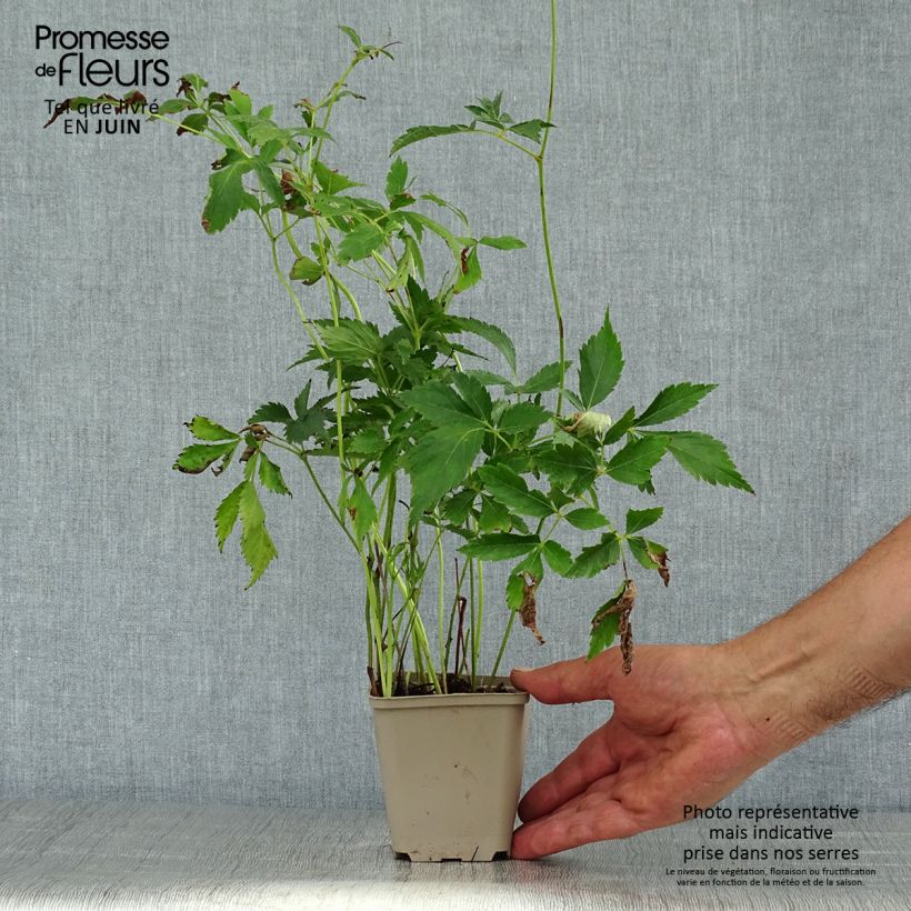 Spécimen de Astilbe arendsii Diamant Godet de 8/9 cm tel que livré en été