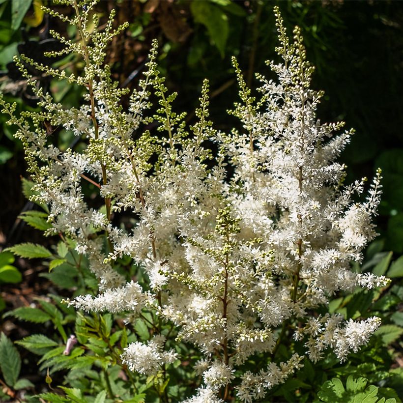 Astilbe arendsii Ellie (Floraison)