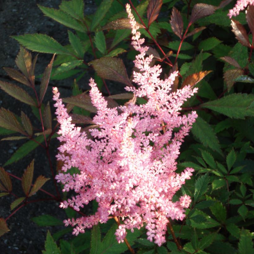 Astilbe arendsii Erika (Floraison)