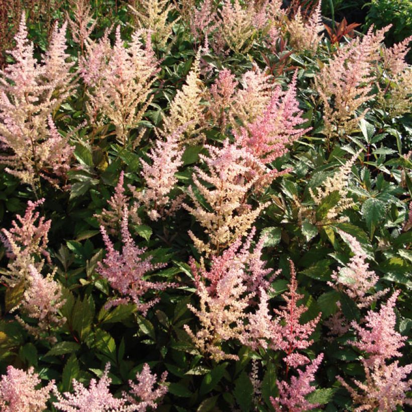 Astilbe arendsii Erika (Port)