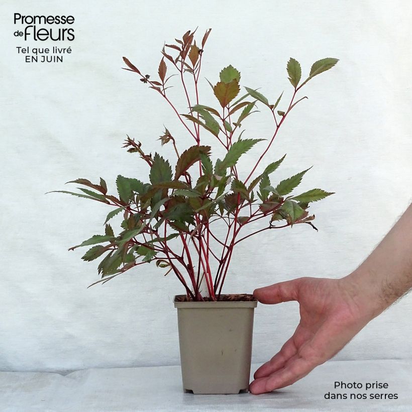 Spécimen de Astilbe arendsii Erika Godet de 8/9 cm tel que livré en été