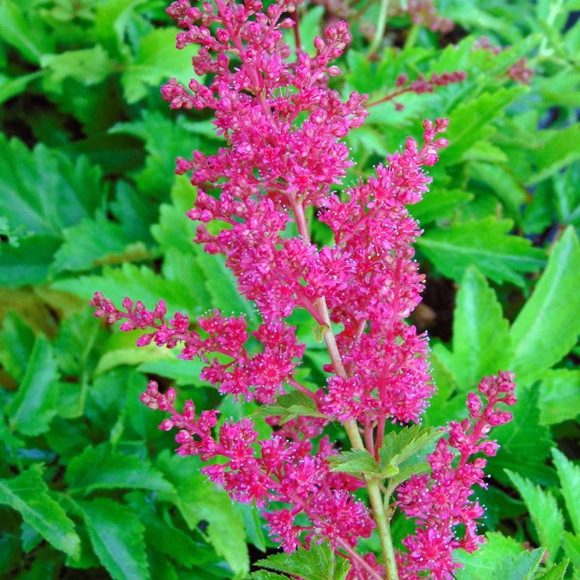 Astilbe arendsii Fanal (Floraison)