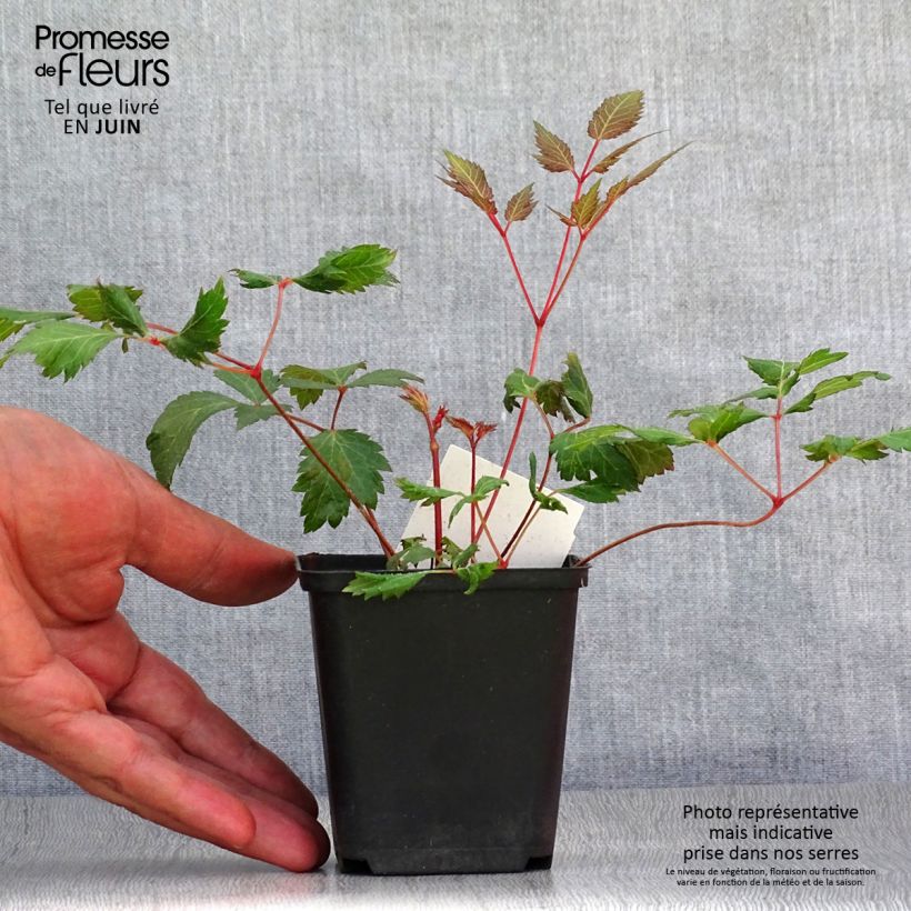 Spécimen de Astilbe arendsii Fanal Godet de 7/8 cm tel que livré en été