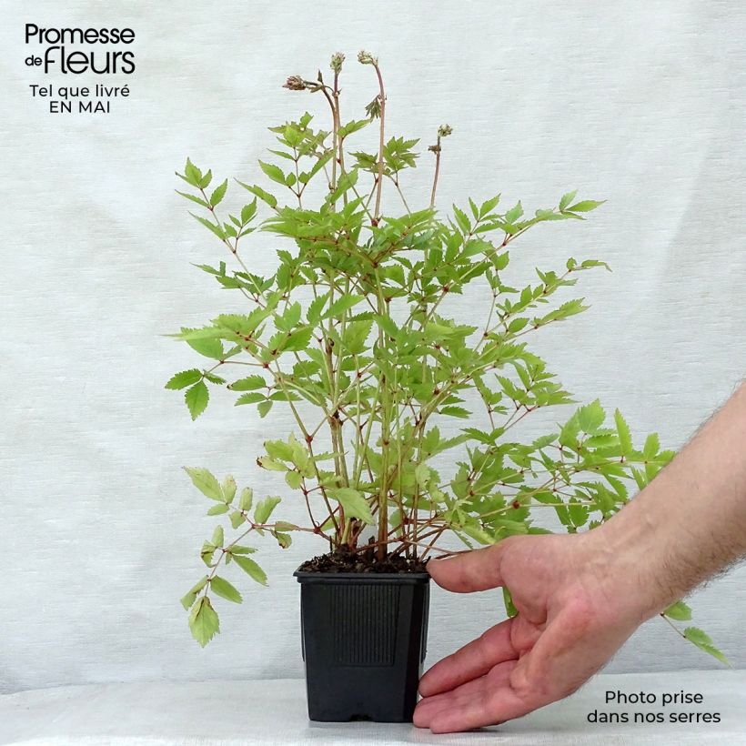 Spécimen de Astilbe arendsii Hyazinth Godet de 8 cm tel que livré au printemps