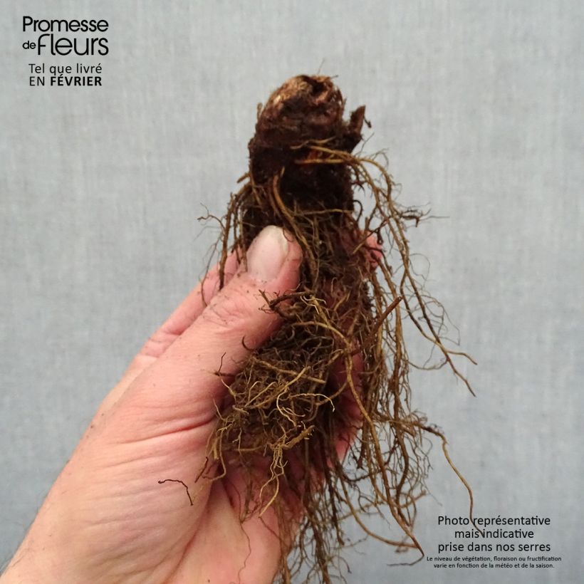 Spécimen de Astilbe arendsii Moccachino  - en racines nues  tel que livré en hiver