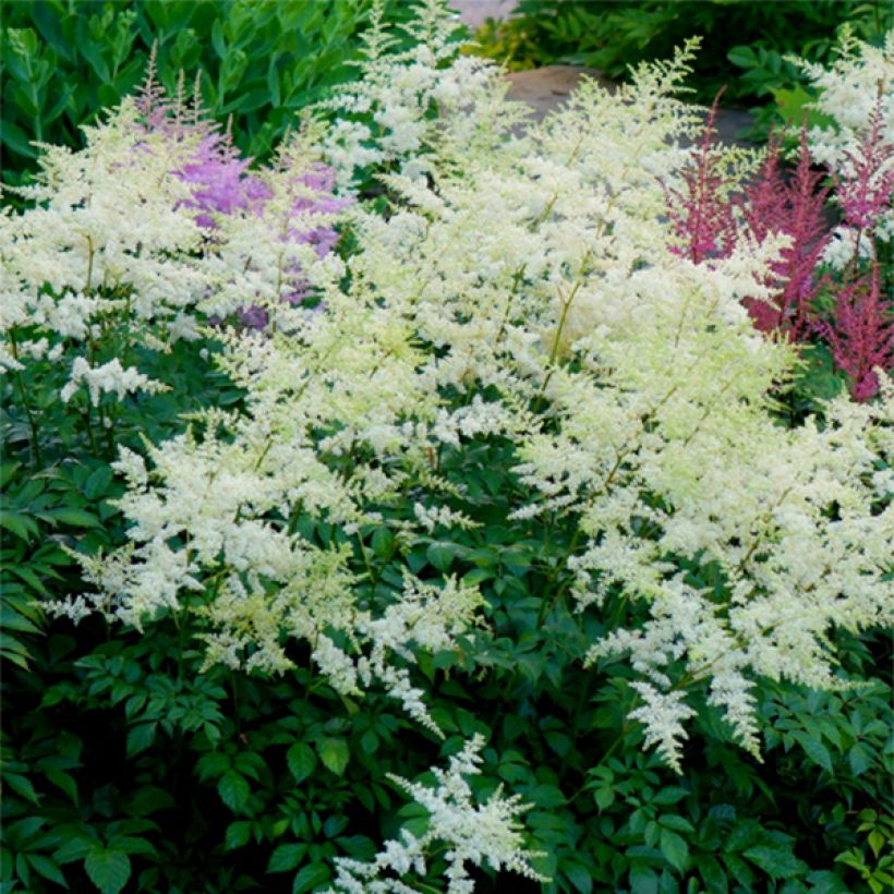 Astilbe arendsii Rock and Roll (Floraison)