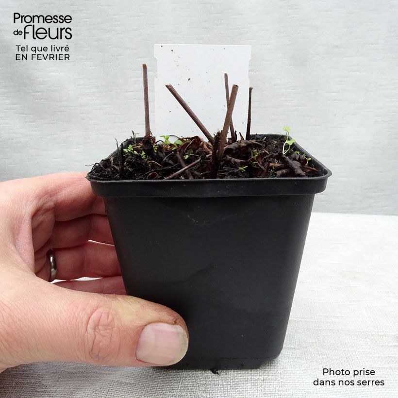 Spécimen de Astilbe arendsii Rock and Roll Godet de 8/9 cm tel que livré en hiver