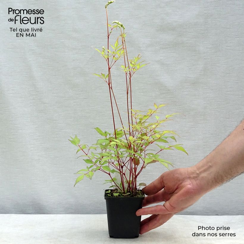 Spécimen de Astilbe arendsii Rock and Roll  Godet de 9cm tel que livré au printemps