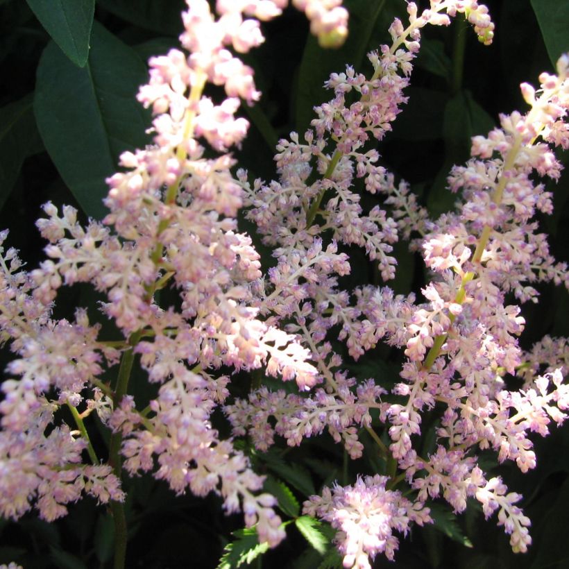 Astilbe arendsii Rosa Perle (Floraison)