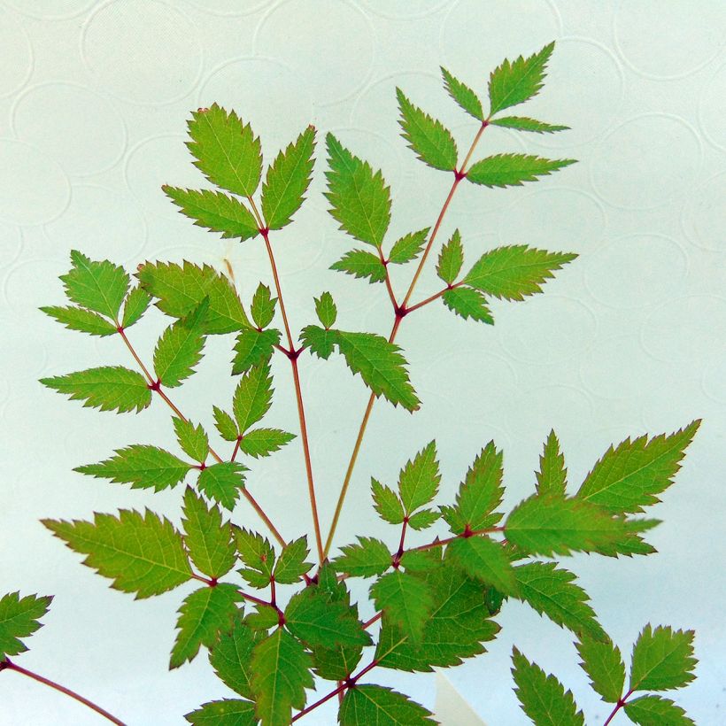 Astilbe arendsii Walkure (Feuillage)