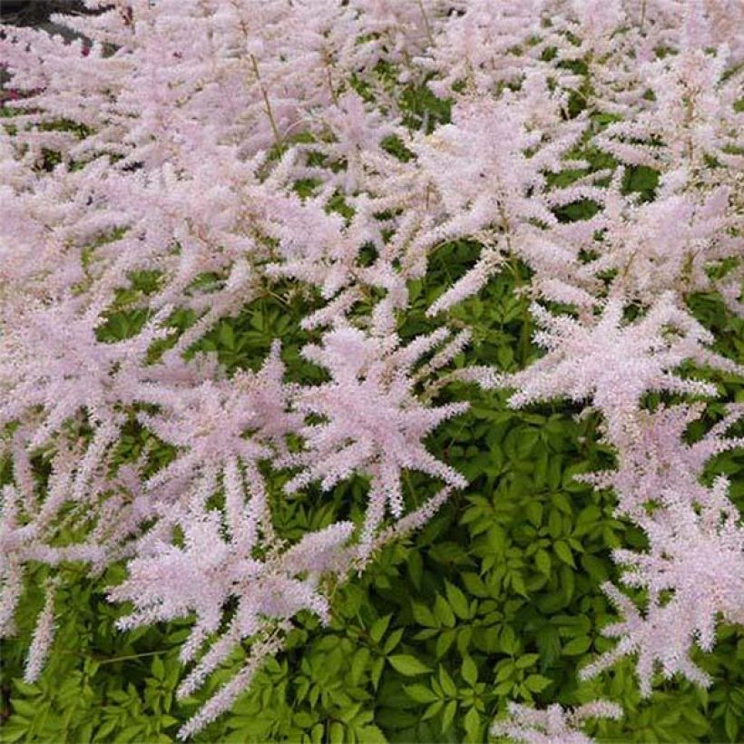 Astilbe arendsii Walkure (Floraison)